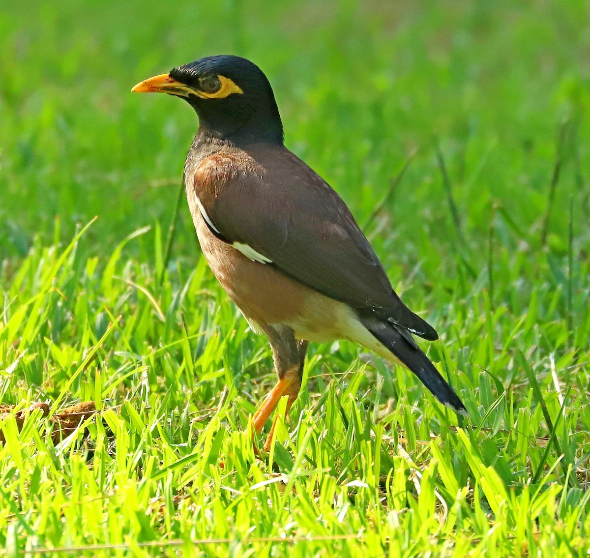 Common Myna - Maciej  Kotlarski