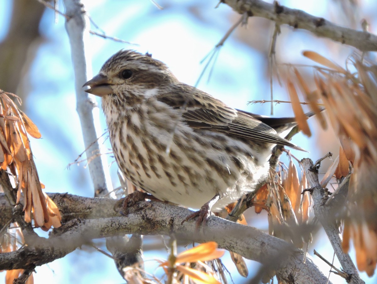 Purple Finch - ML24211781