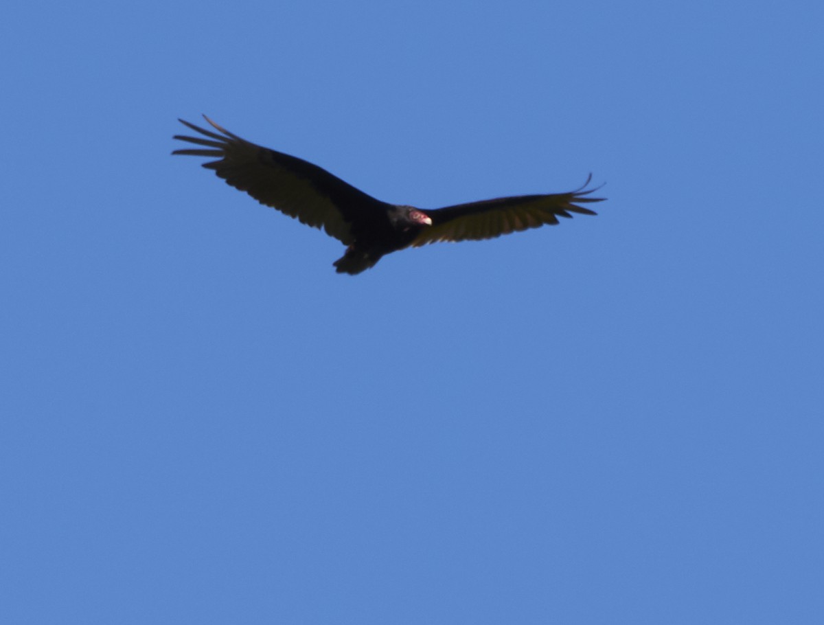 Turkey Vulture - ML242117831