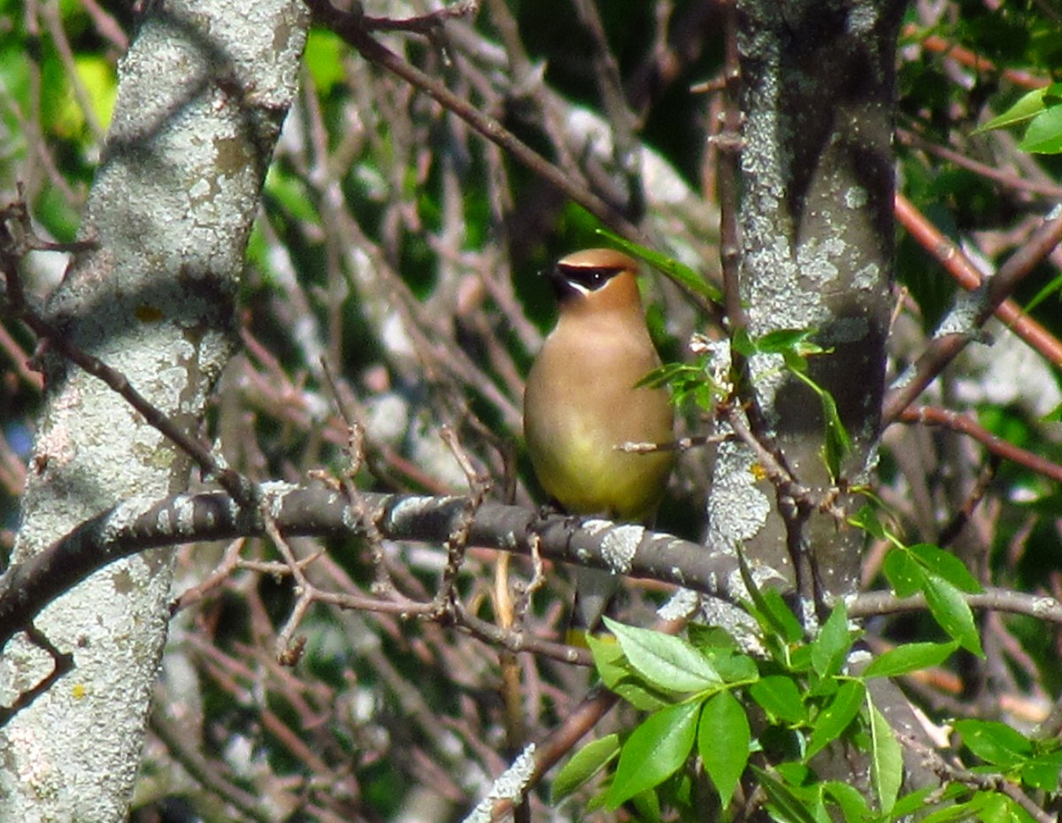 Cedar Waxwing - ML242119561