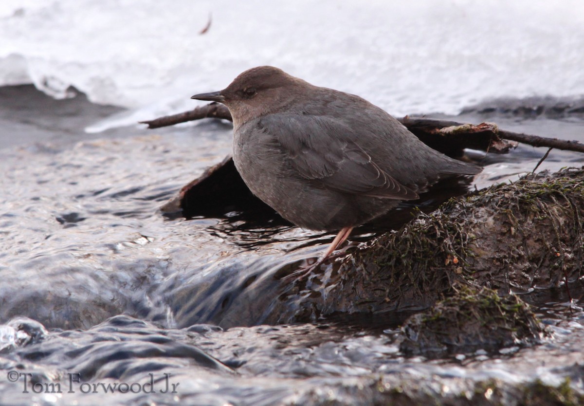 American Dipper - ML24212081