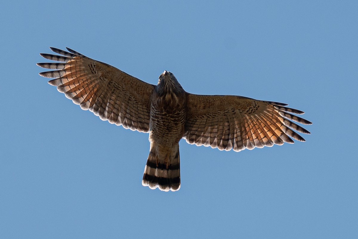 Roadside Hawk - ML242121051