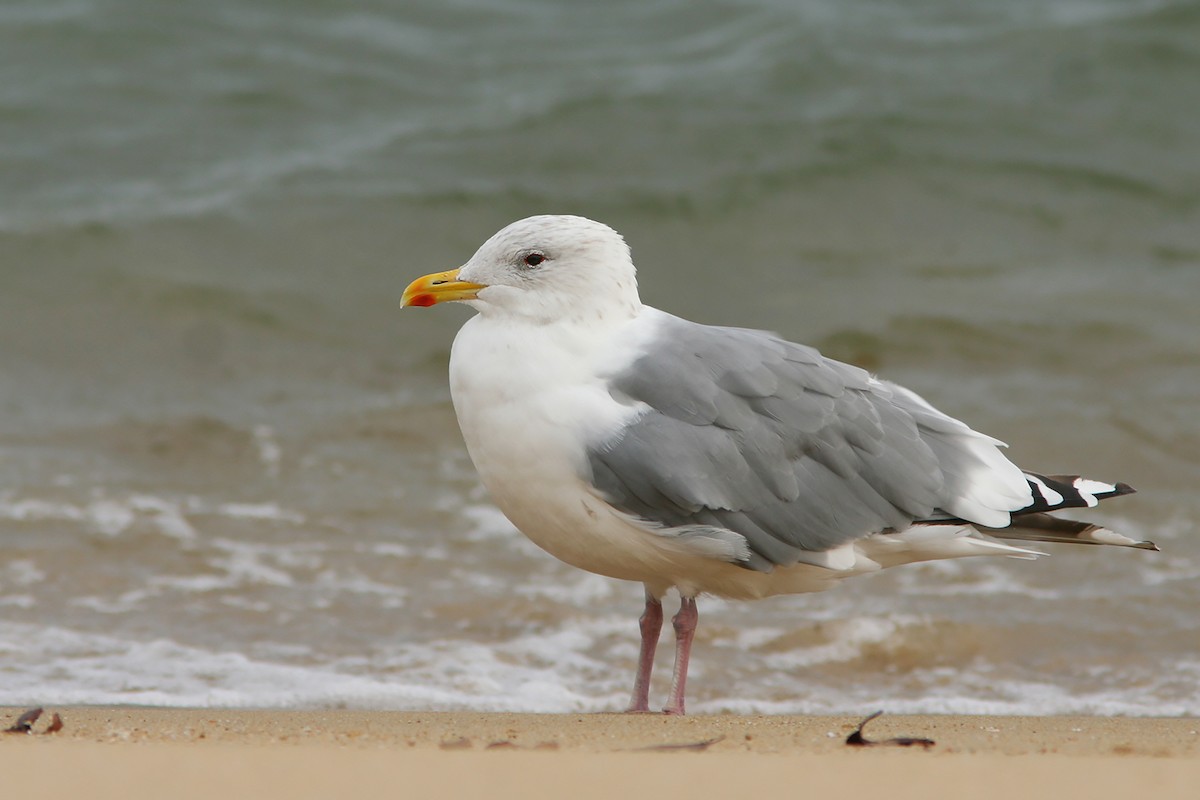 Vega Gull - Ayuwat Jearwattanakanok