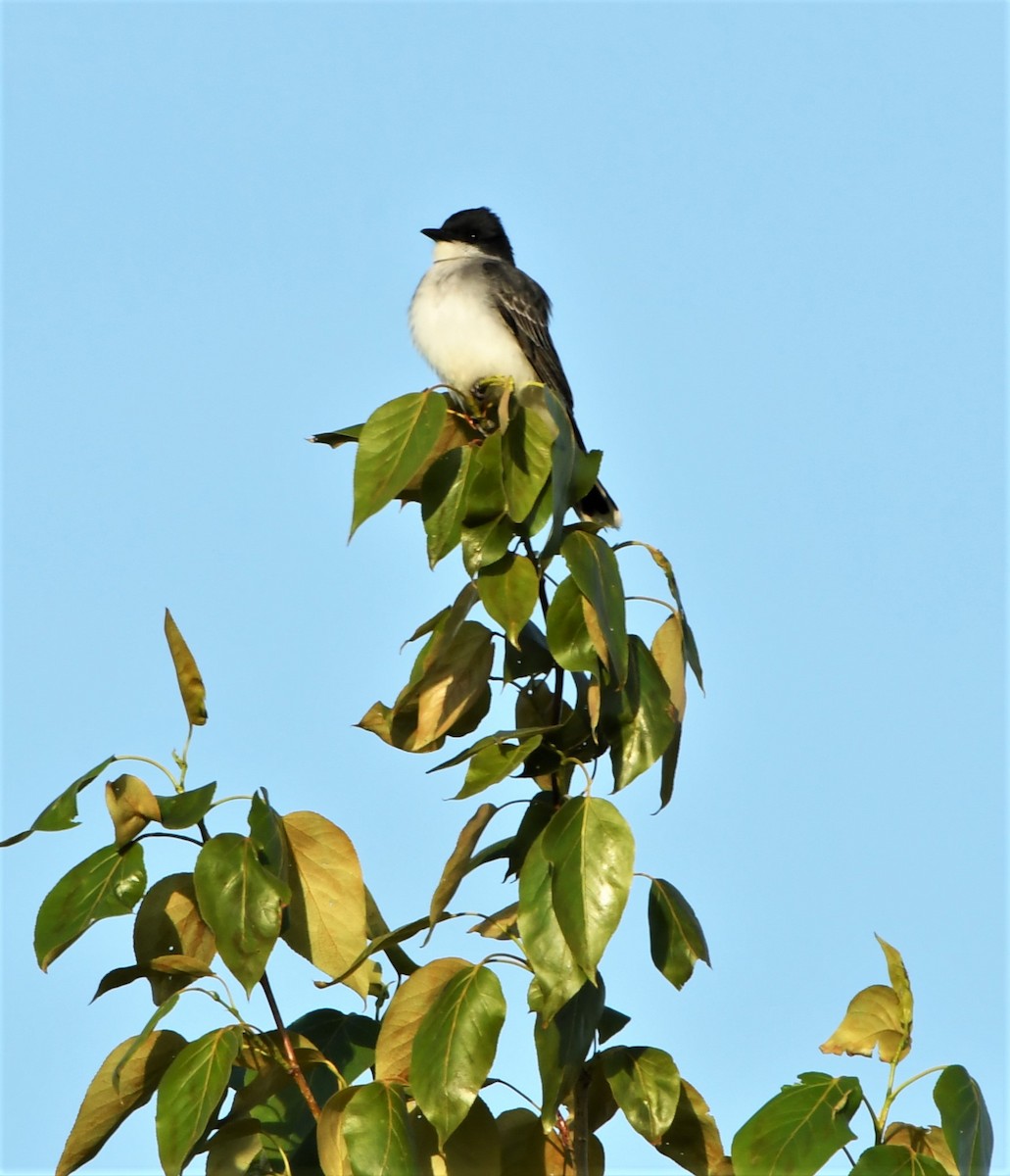 Eastern Kingbird - ML242123311