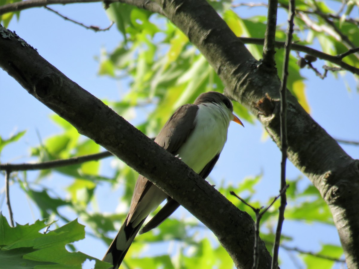 Yellow-billed Cuckoo - ML242123371