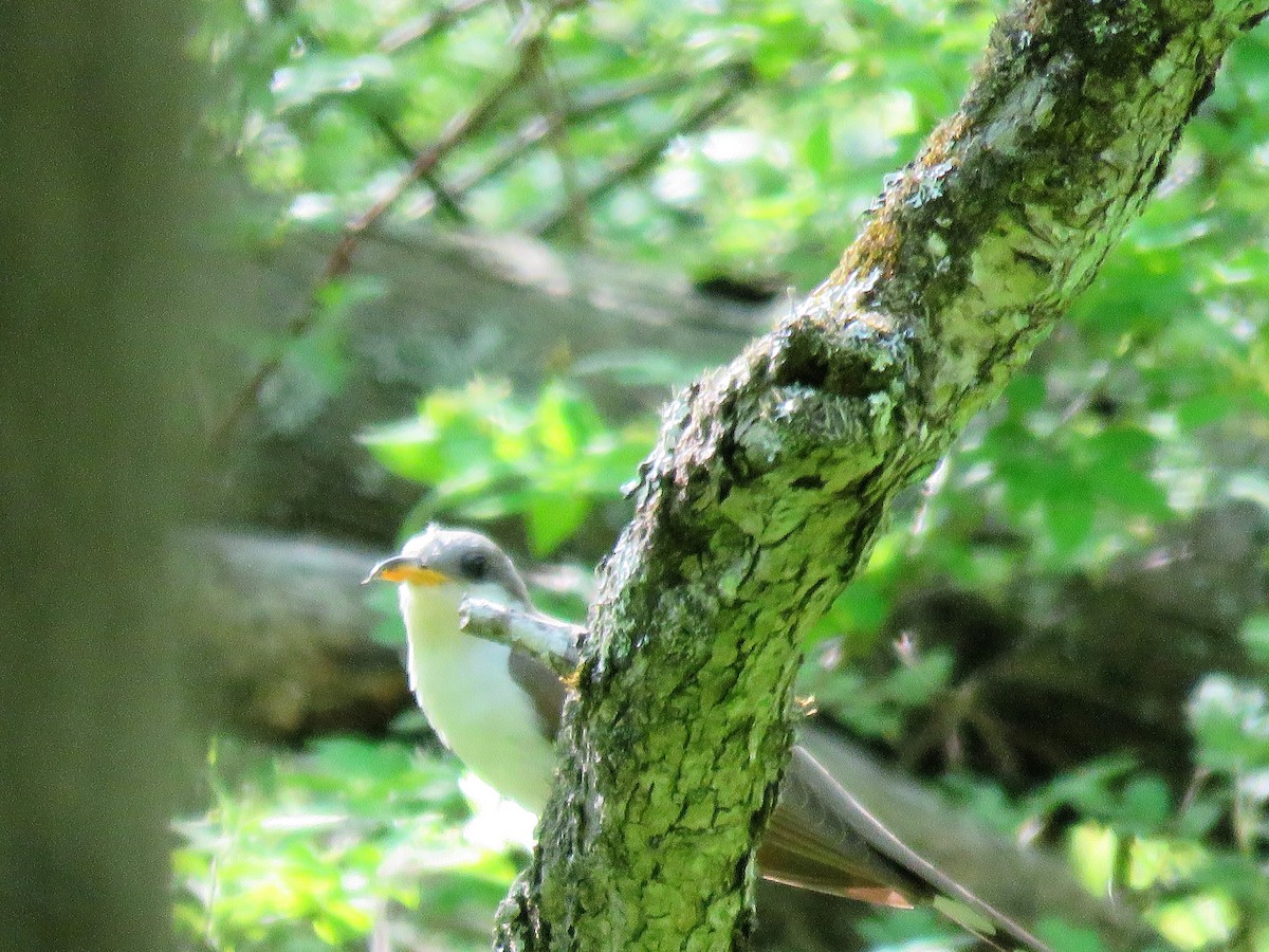 Yellow-billed Cuckoo - ML242123961