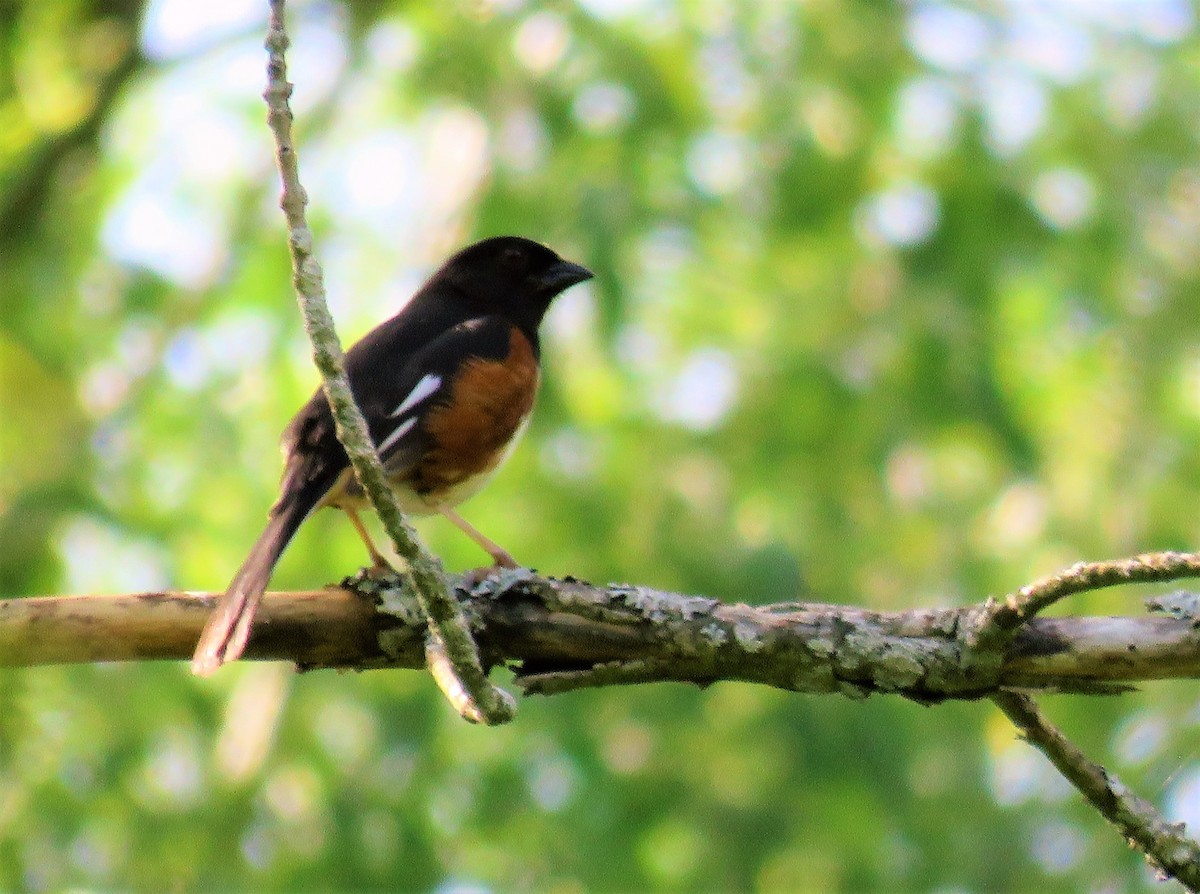 Eastern Towhee - ML242124601