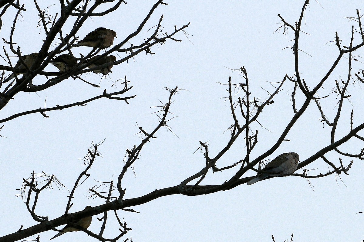 Eurasian Collared-Dove - ML242124811