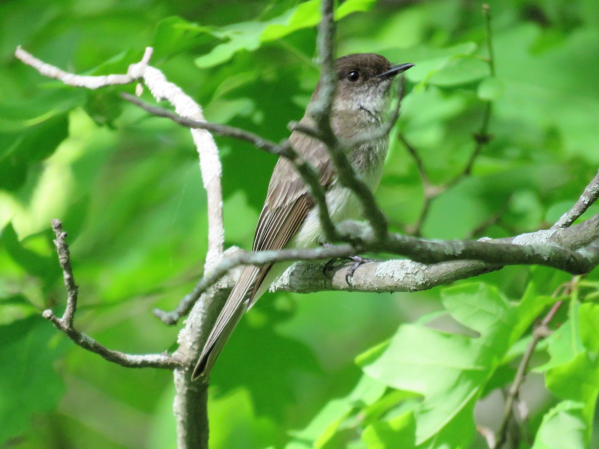 Eastern Phoebe - ML242125701