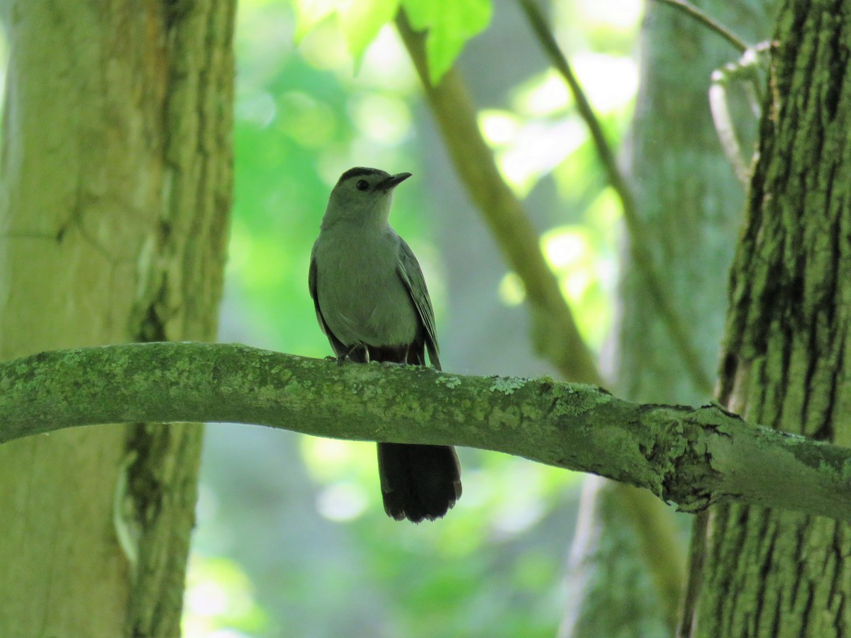 Gray Catbird - Betty Beckham