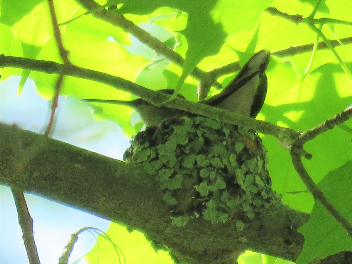 Ruby-throated Hummingbird - Betty Beckham