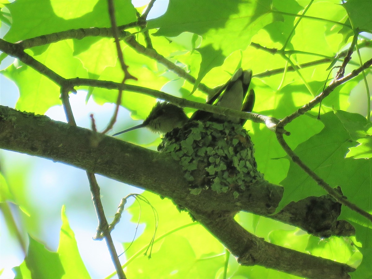 Ruby-throated Hummingbird - ML242127581