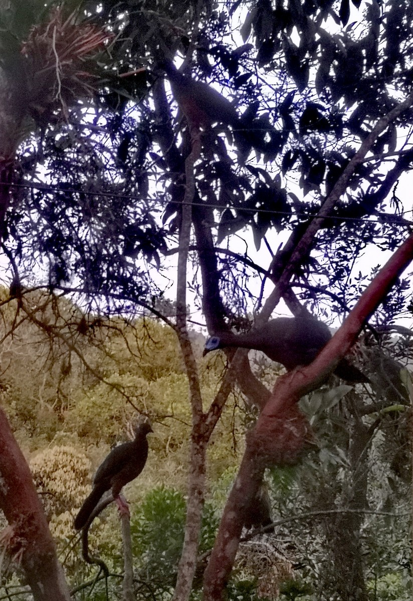 Sickle-winged Guan - ML242128811