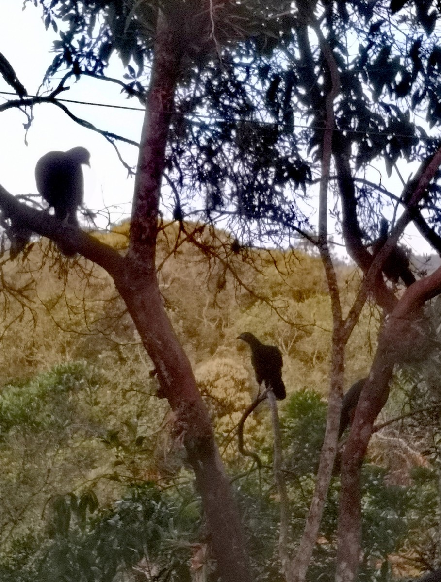 Sickle-winged Guan - ML242128841