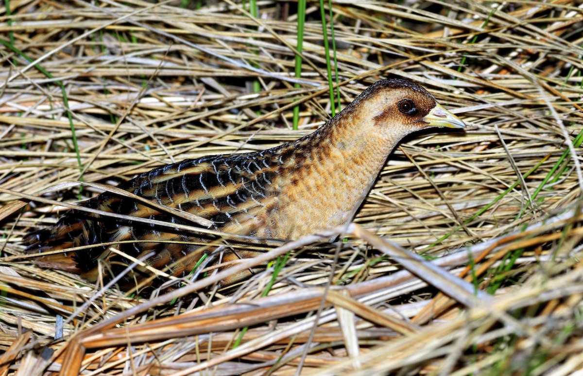 Yellow Rail - ML242131111