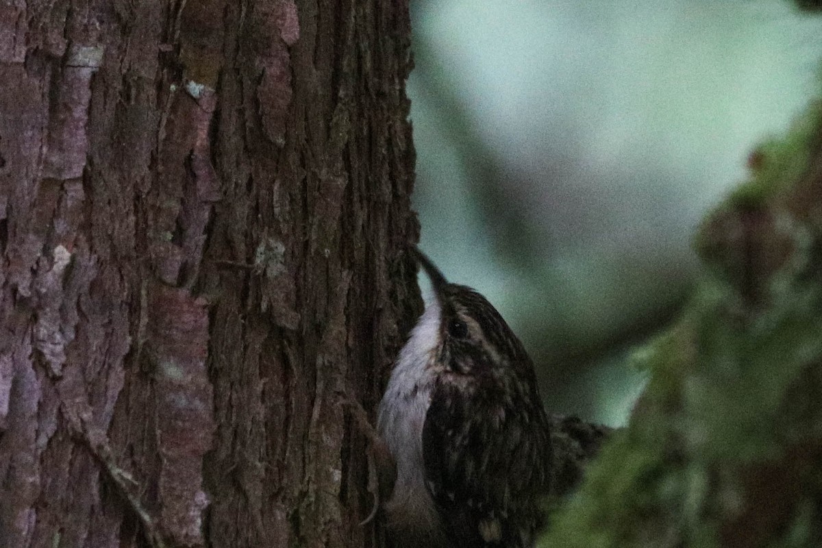 Brown Creeper - ML242131641