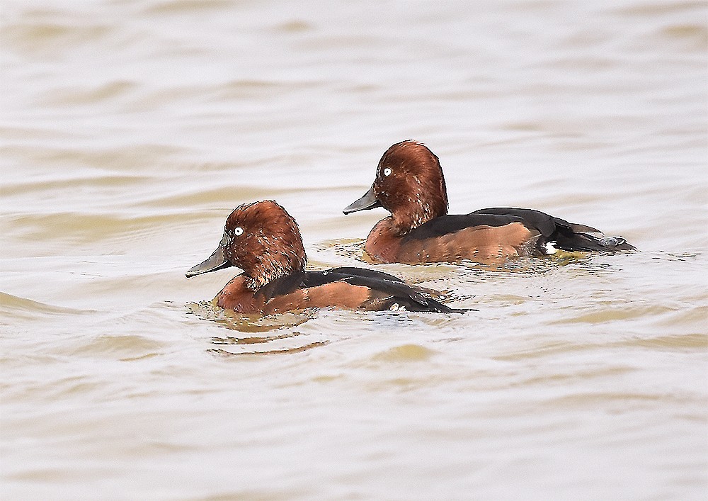 Ferruginous Duck - Piyapong Chotipuntu