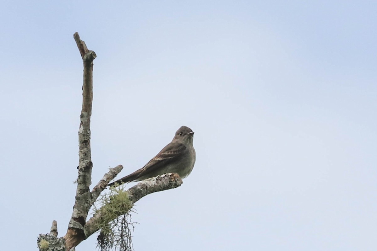 Western Wood-Pewee - Jen Sanford