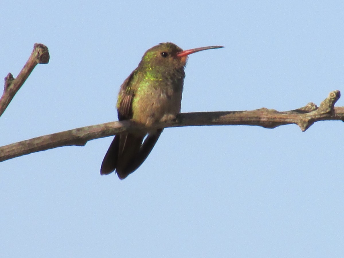 Gilded Hummingbird - ML242134911