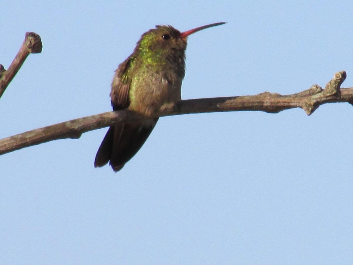 gyllenkolibri - ML242134941