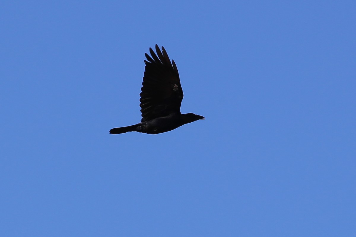 Corvus sp. (crow sp.) - ML242139261