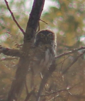 Pearl-spotted Owlet - Shane Weisz