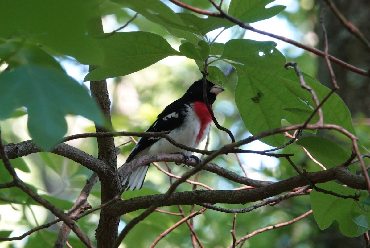 Rose-breasted Grosbeak - ML242141351