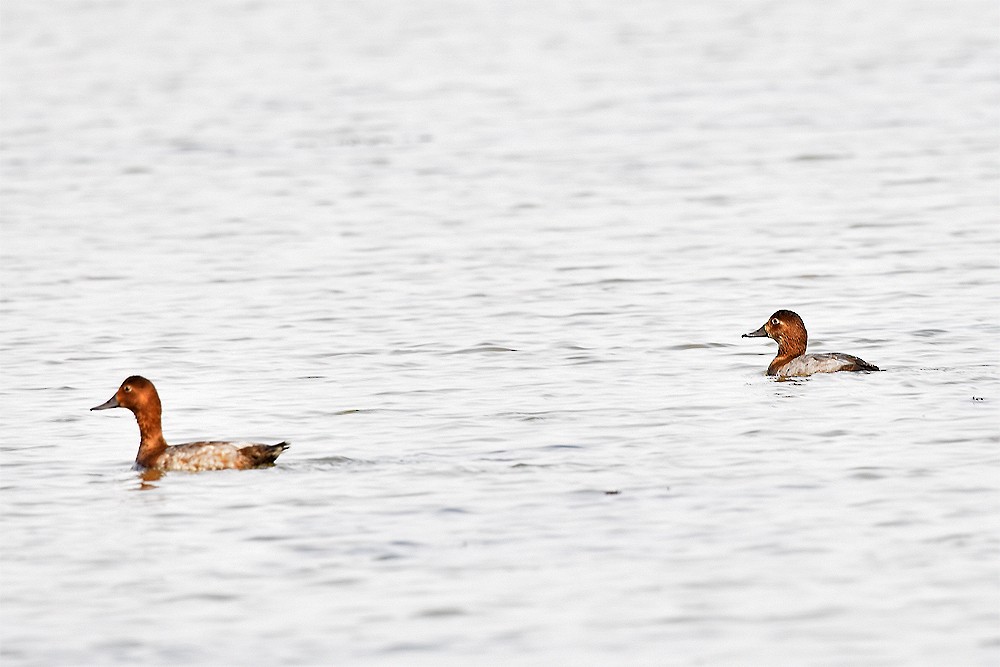 Common Pochard - ML24214151