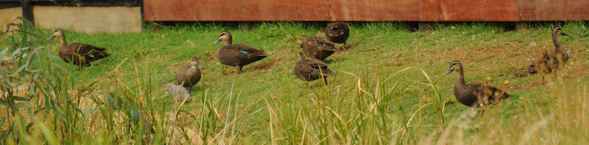 Pacific Black Duck - ML24214261