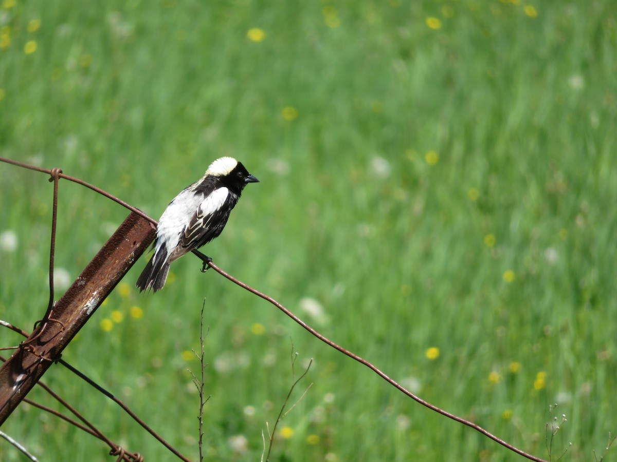 Bobolink - ML242142771