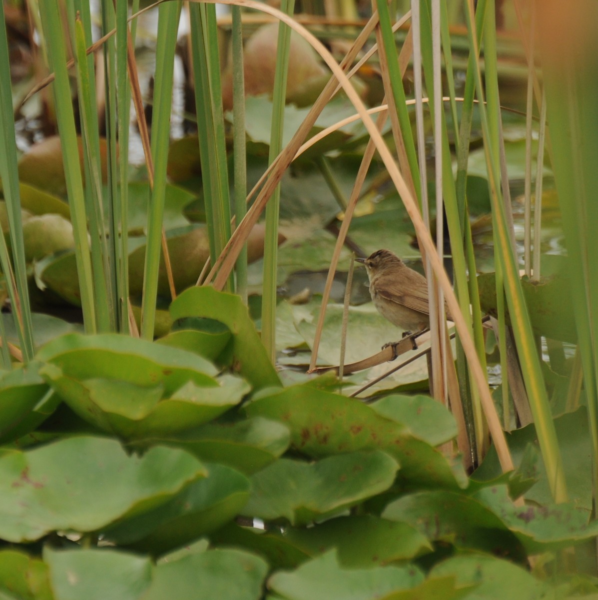 Australian Reed Warbler - ML24214301