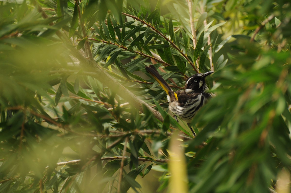 New Holland Honeyeater - ML24214331