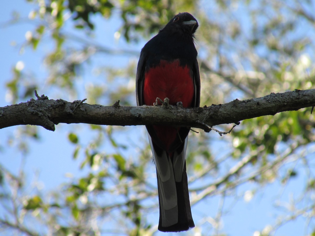 Surucua Trogon - ML242143591