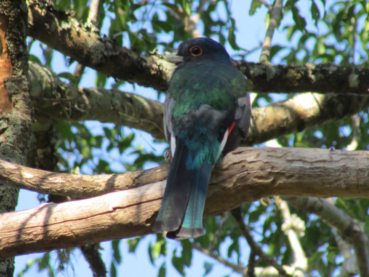 Surucua Trogon - ML242143611