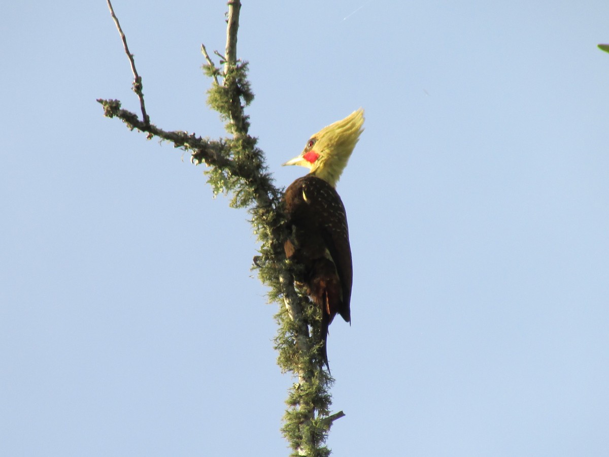 Pale-crested Woodpecker - Ricardo Ortega