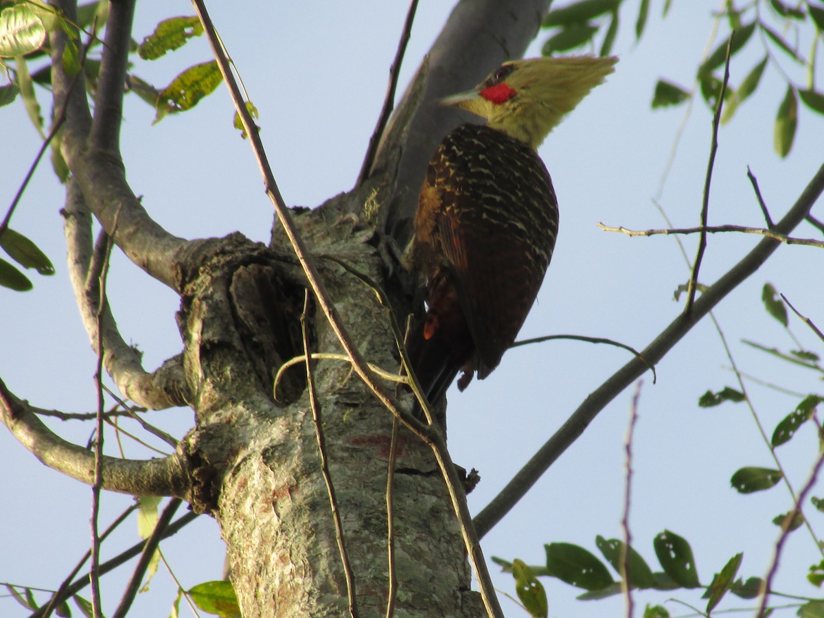 Pale-crested Woodpecker - Ricardo Ortega