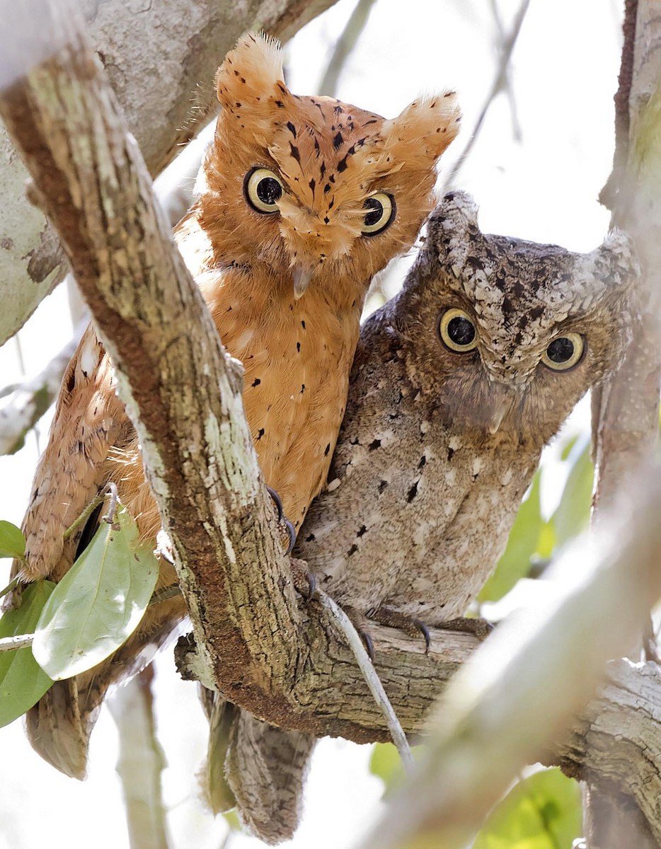 Sokoke Scops-Owl - ML242145361