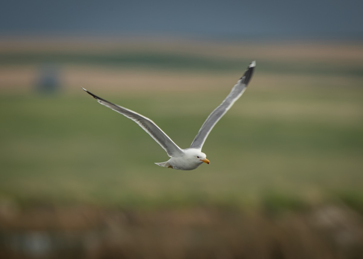 California Gull - ML242145861