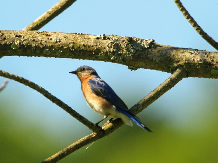 Eastern Bluebird - ML242146211