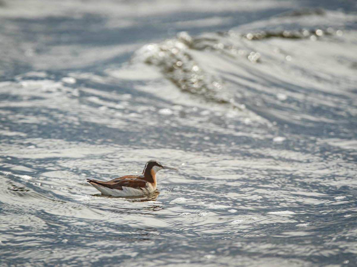 Phalarope de Wilson - ML242147651