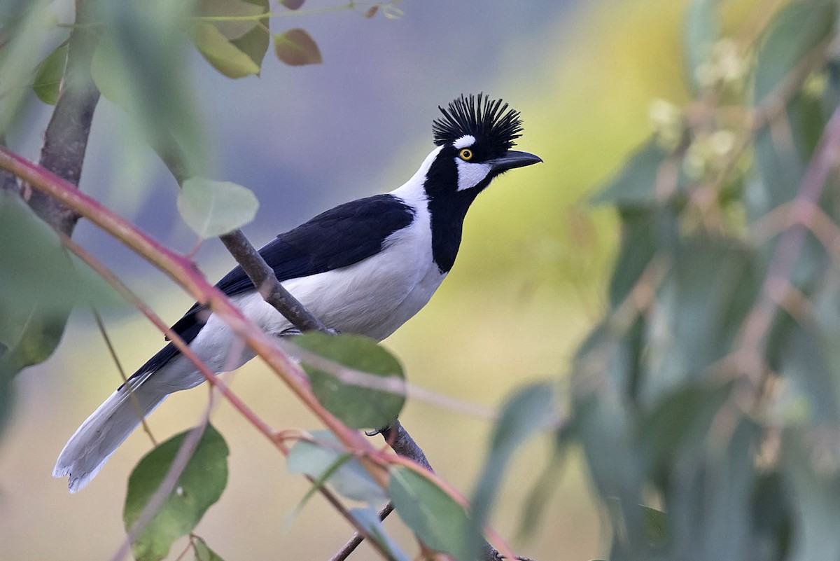 Tufted Jay - ML242147881