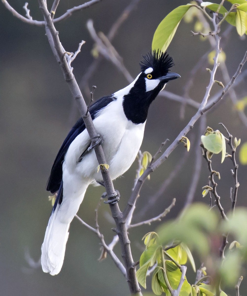 Tufted Jay - ML242147901
