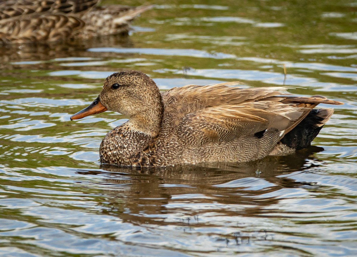 Gadwall - ML242148111