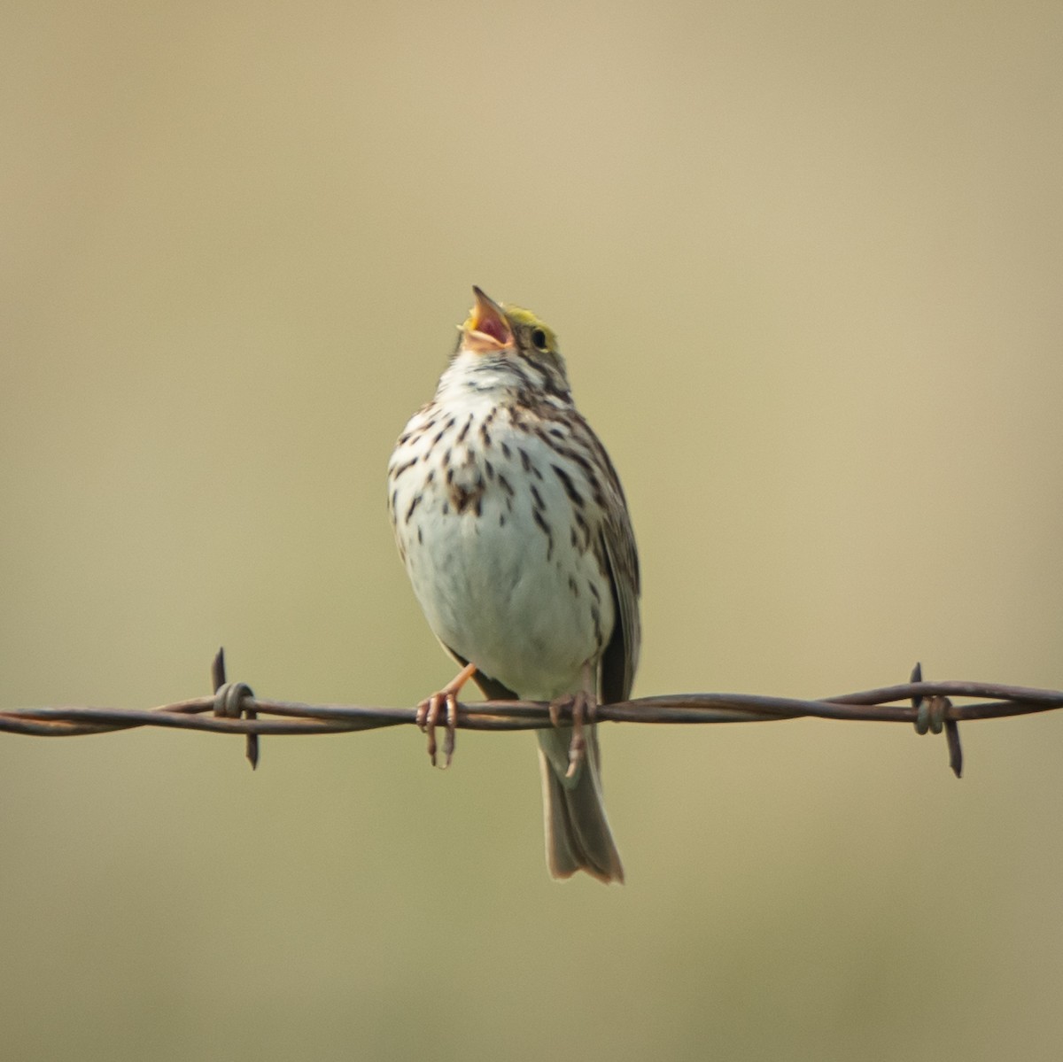 Savannah Sparrow - ML242149071