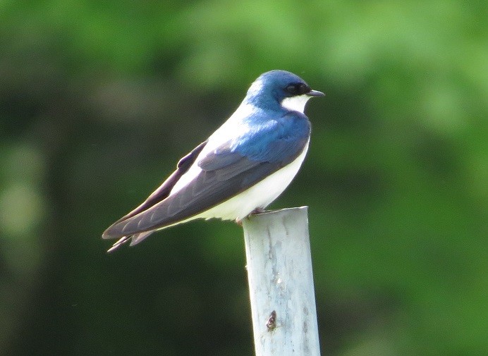 Tree Swallow - ML242151281