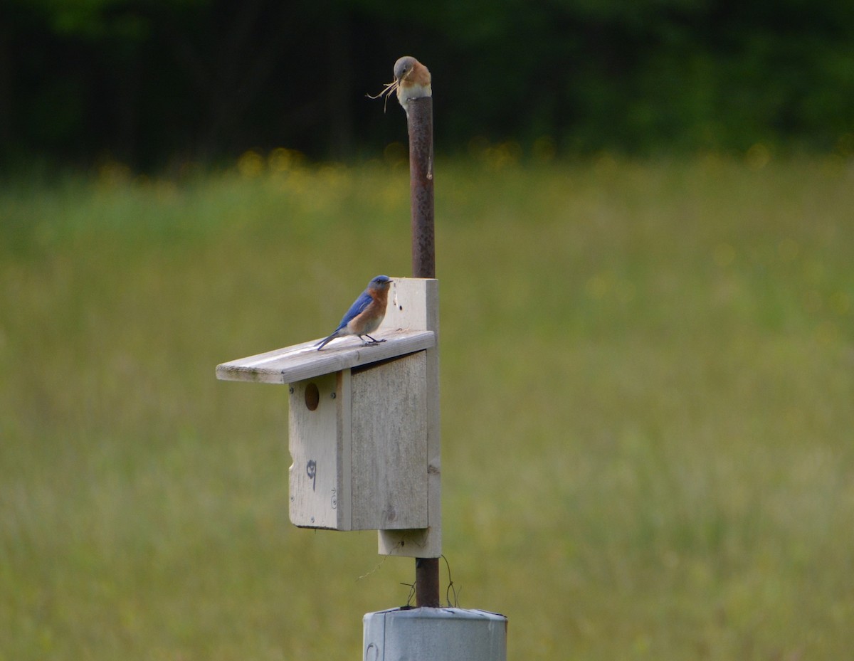 Eastern Bluebird - ML242151461