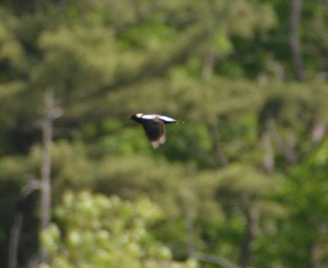 Bobolink - ML242151521