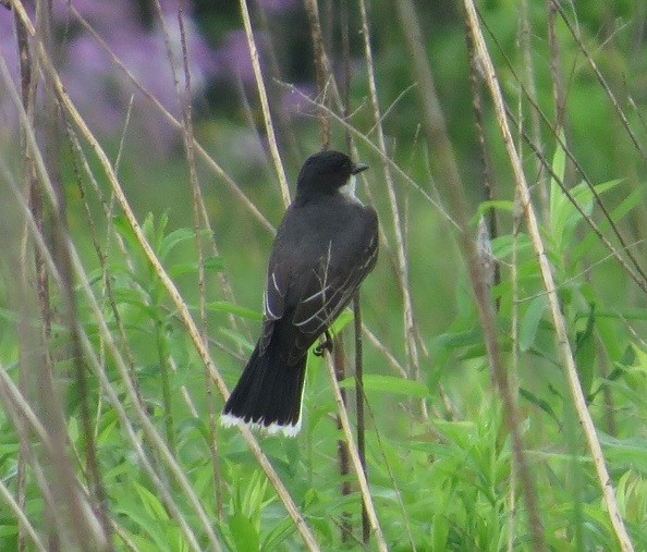 Eastern Kingbird - "Chia" Cory Chiappone ⚡️