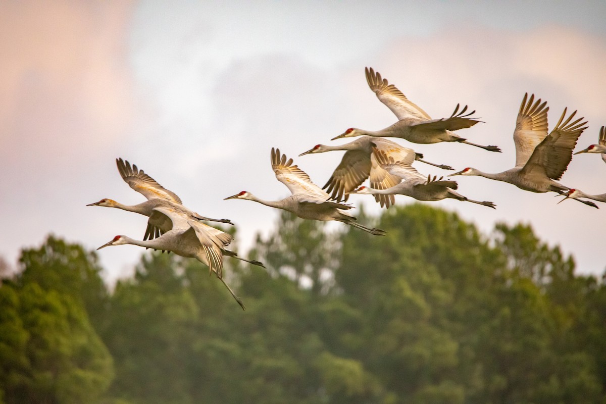 Sandhill Crane - ML242153951