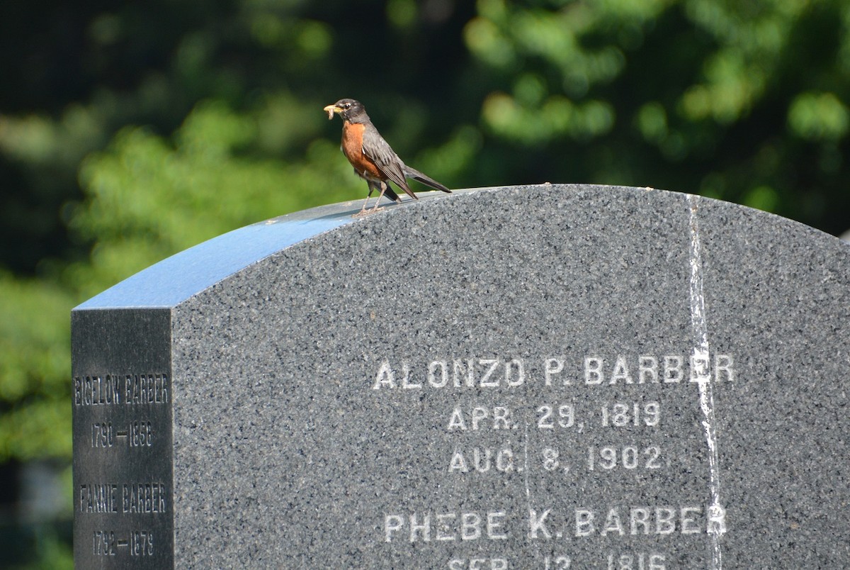 American Robin - ML242154031